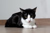 Nala C200092 *bonded w/Lola C200091*
