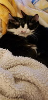Nala C200092 *bonded w/Lola C200091*