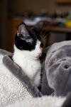 Nala C200092 *bonded w/Lola C200091*
