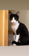 Nala C200092 *bonded w/Lola C200091*