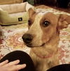 BAILEY D200609