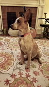 BAILEY D200609