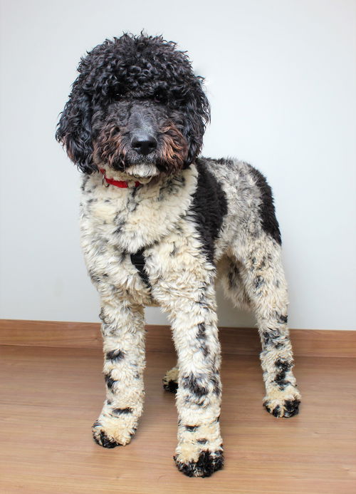 Dagwood D200671