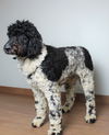Dagwood D200671