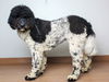 Dagwood D200671