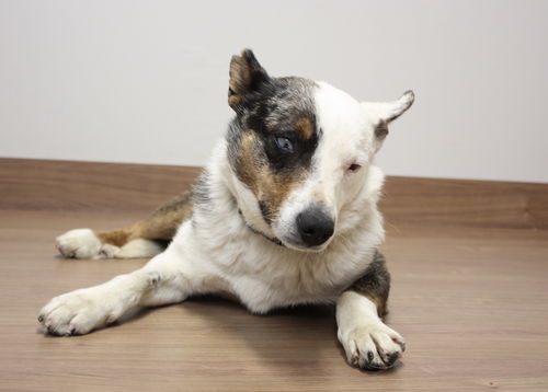 Badger D200706