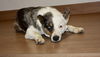 Badger D200706