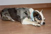 Badger D200706
