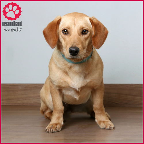 Bailey D200754
