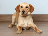 Bailey D200754