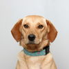Bailey D200754