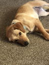 Bailey D200754