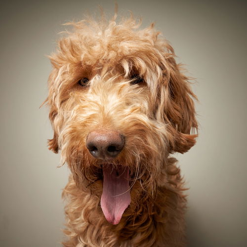 Daisey D200777