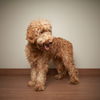Daisey D200777