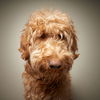 Daisey D200777