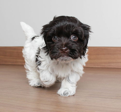 Bailey D200811