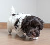 Bailey D200811