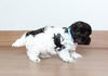 Bailey D200811