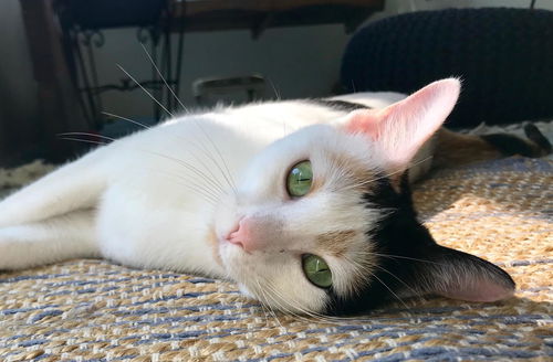 Callie C200185