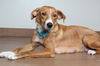 Zelda D200898