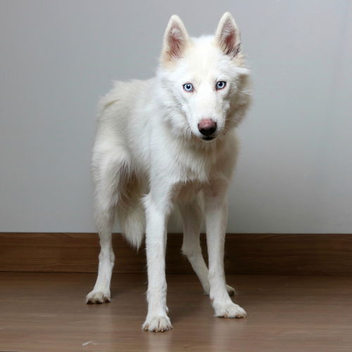 Padme D200993