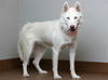 Padme D200993
