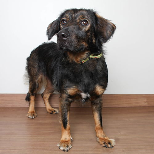 Nala D201082