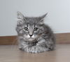 Nala C200275