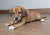 Daisy D201131