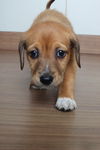 Daisy D201131
