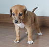 Daisy D201131