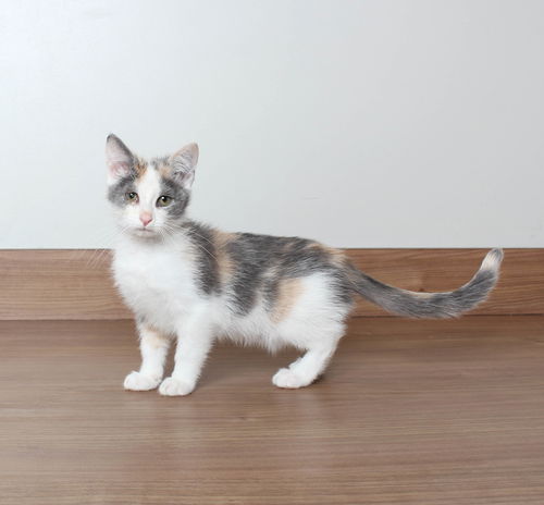 Calli C200285