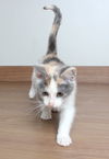 Calli C200285