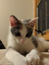 Calli C200285