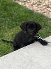 Cagney D201178