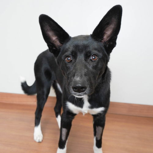 Nala D201213