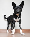 Nala D201213