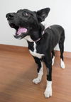 Nala D201213