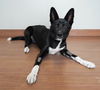 Nala D201213