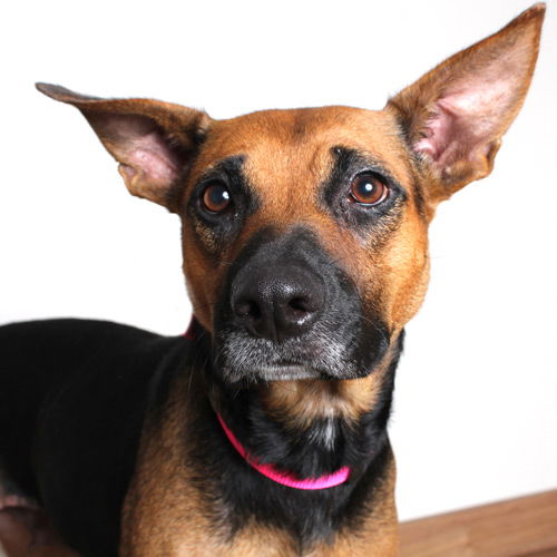 Zena D201242