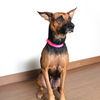 Zena D201242