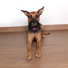 Zena D201242
