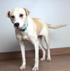 Daisy D201321