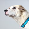 Daisy D201321