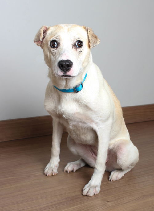 Daisy D201321