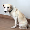 Daisy D201321