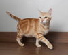 Daisy C200335