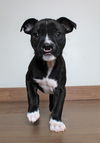 Abe D201335 *Neonate Grad*