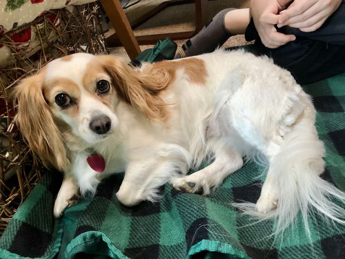 Daisy D201387