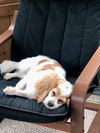 Daisy D201387